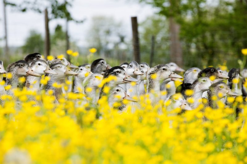 Fermelassalle©KNECHTEL