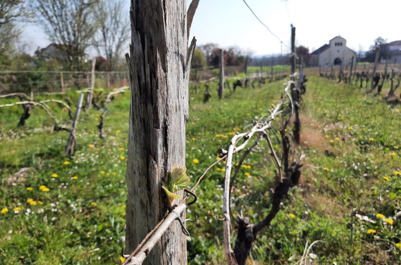 François – oeil de vigne (2)