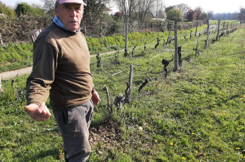 François nous parle de sa vigne