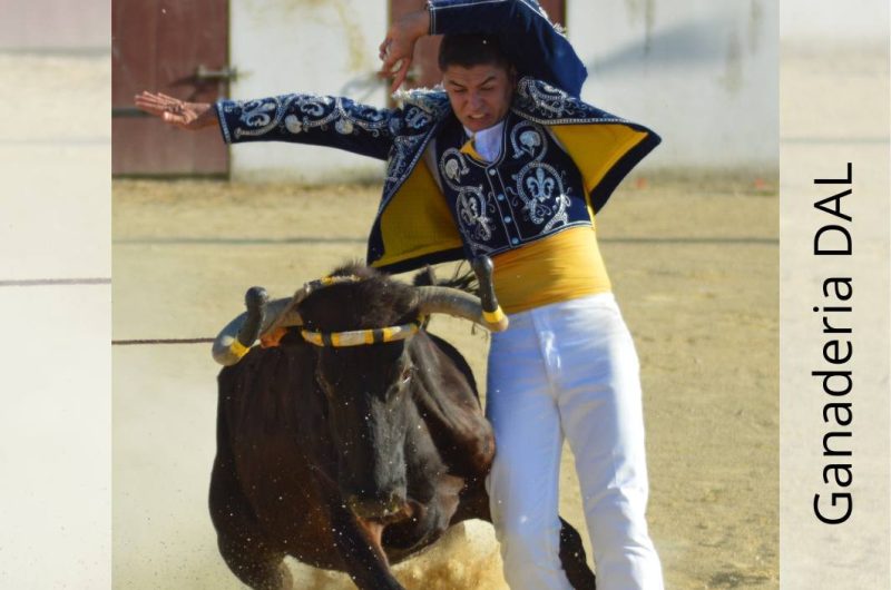 Gabarret – Course landaise – 17 Mai