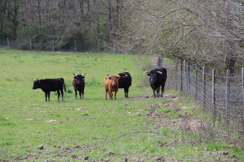 Ganaderia-Bodus—Poyanne—Toros–2-