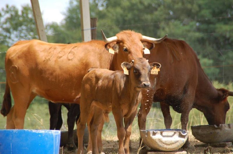 Ganaderia-Bodus—Poyanne—journee-d-ete