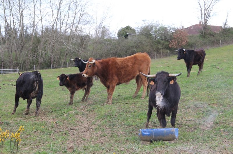 Ganaderia-Bodus—Poyanne—moment-des-soins