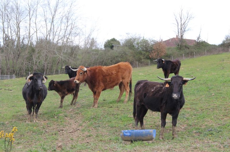 Ganaderia-Bodus—Poyanne—pendant-les-soins