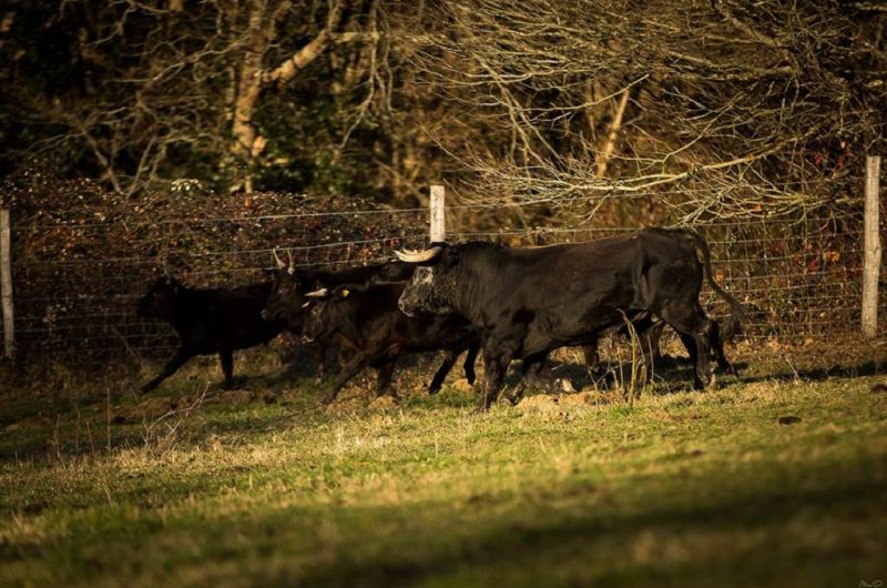 Ganaderia-Bodus—toros