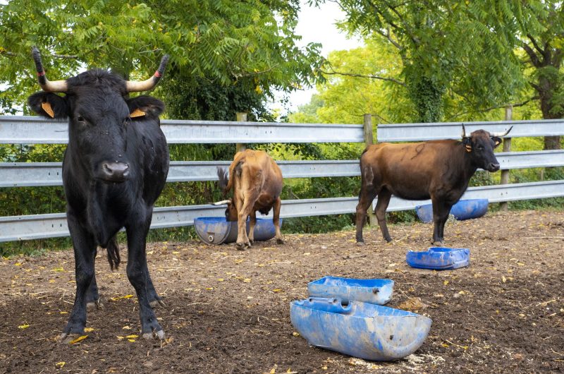 Ganaderia Nogues2 ©PopCom