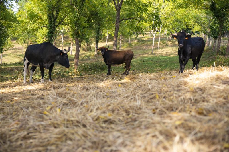 Ganaderia Nogues5 ©PopCom