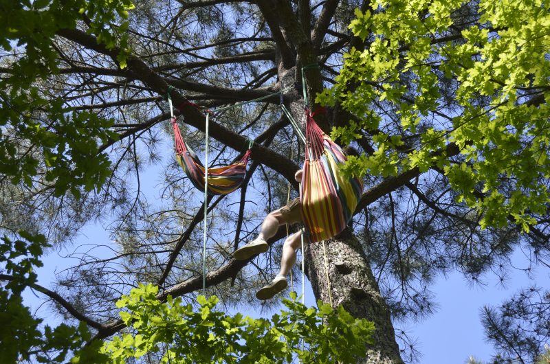 Grimpe d’arbre 3