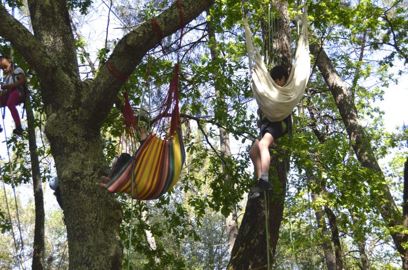 Grimpe d’arbre 4