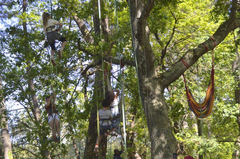 Grimpe d’arbre 5