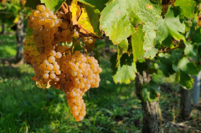 IMG_20200930_103322_Bokeh