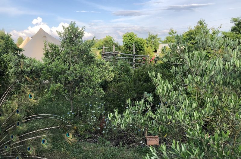 Jardins Humanité12_TYROSSE_OTILAS