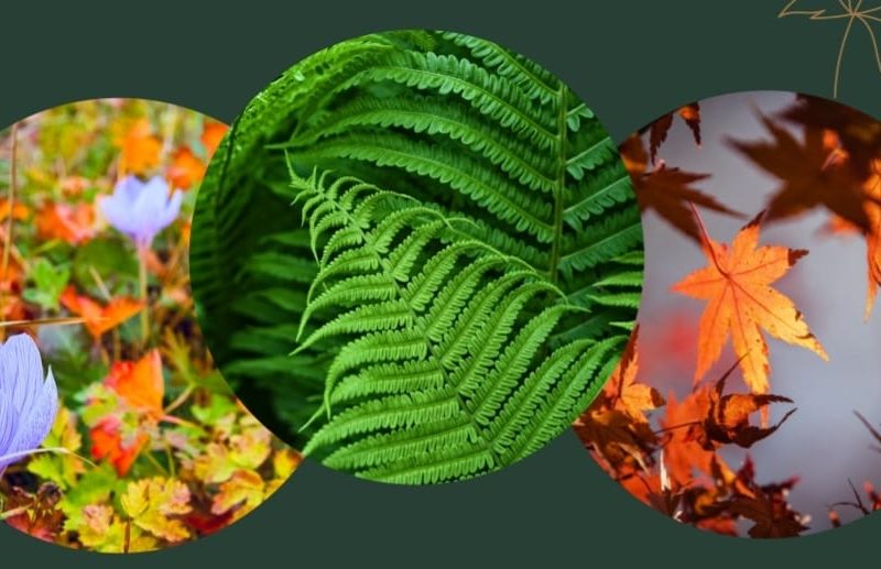 LINXE – Floralinxe