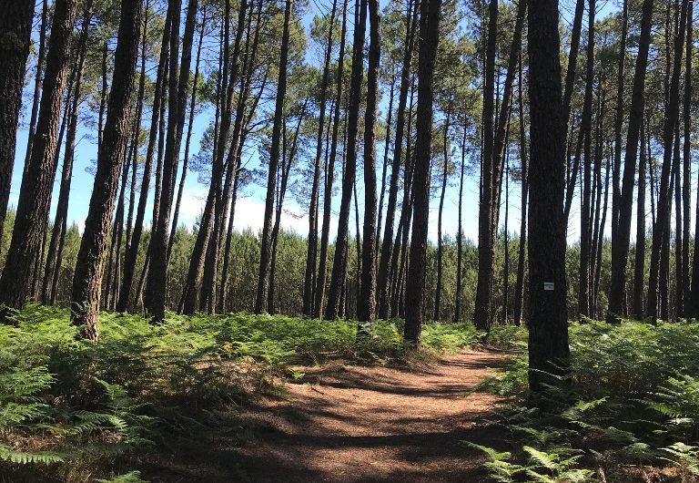 A Linxe, circuit du Moulin de Binaou