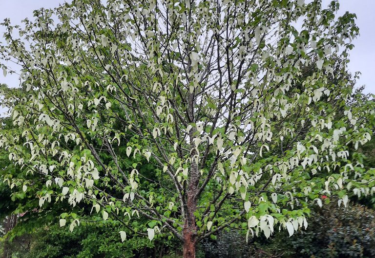 LINXE_Jardin Marguerite (7)