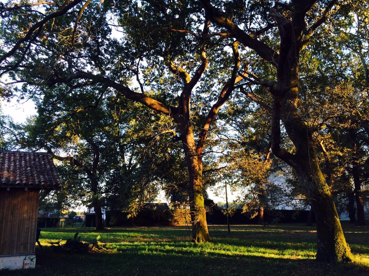 Le bois de chênes de l’airial
