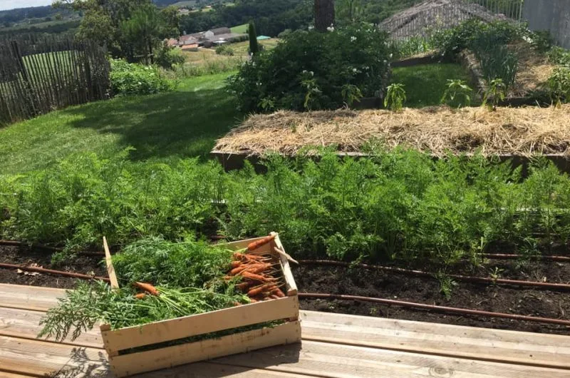 Légumes © Musée du Fruit