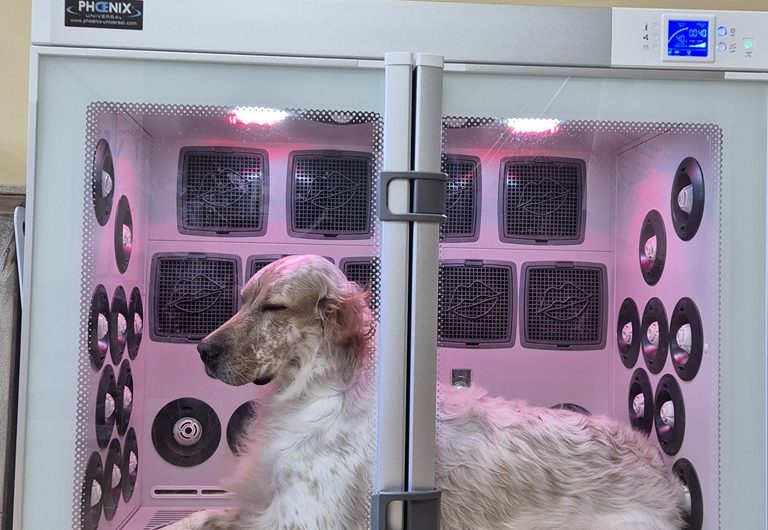 Les baigneurs canins Molietsetmaa 2025-1@OTI_LandesAtlantiqueSud