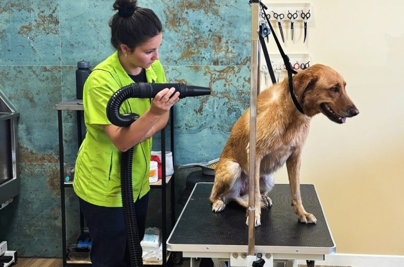 Les baigneurs canins Molietsetmaa 2025-5@OTI_LandesAtlantiqueSud