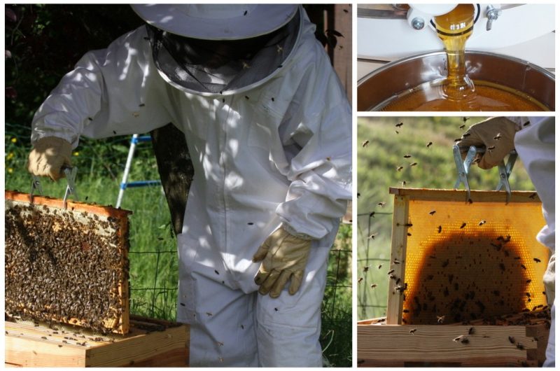 Les butineuses du Castagnos – 7