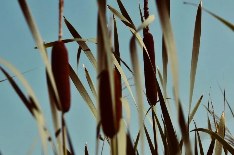 Les-roseaux-Seignosse-Landes Atlantique Sud-Les-Roseaux–1- (4)