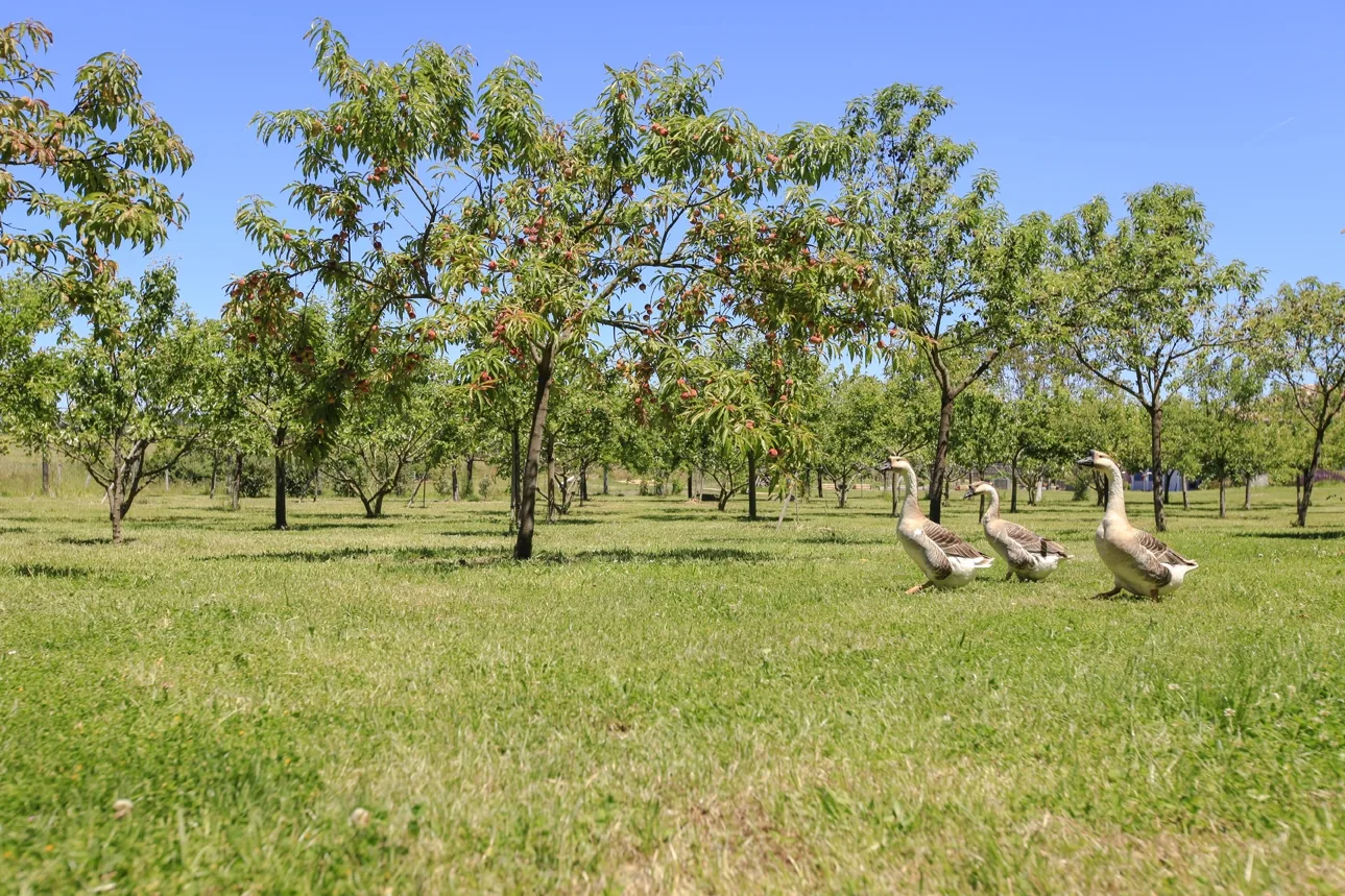 Location-Seddiki—Landes-atlantiquesud–19-