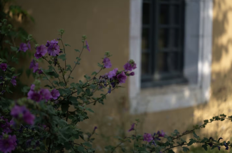 Maison Mirabelle Gamarde ©Baghi