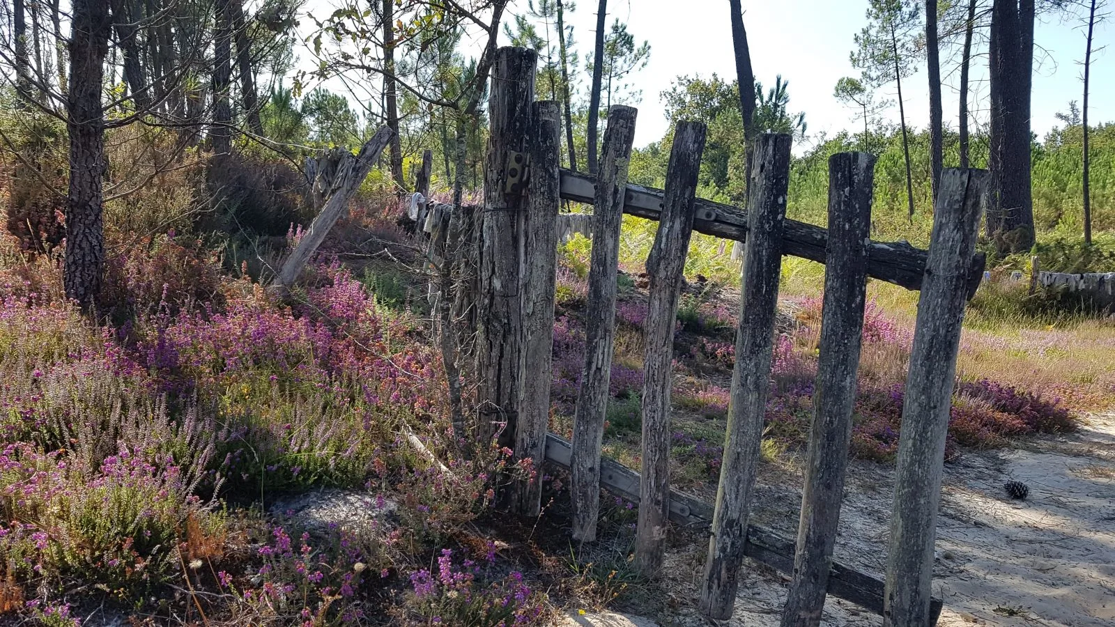 Marie Hélèe greeter 2