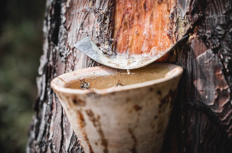 Marquèze_2022-1138-YOHAN_ESPIAUBE