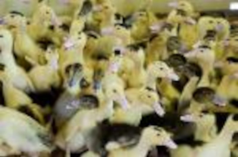 OTPT_FermeLestrade_02