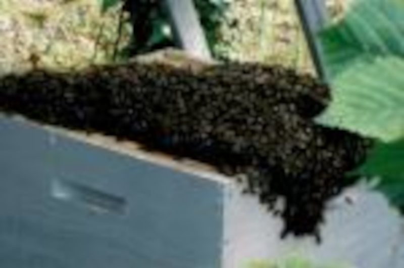 OTPT_MichèleSAngla_Apicultrice_Bégaar_04