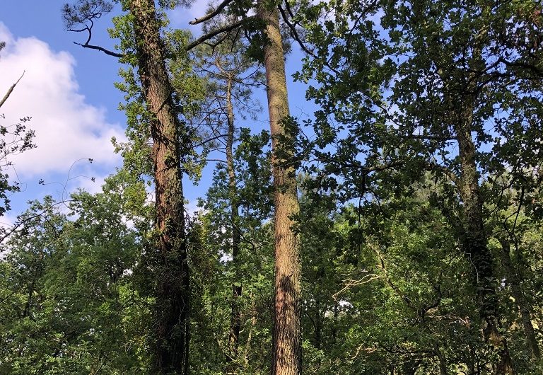 A Labenne, Circuit des Arbres remarquables