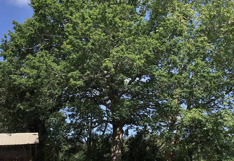 A Labenne, Circuit des Arbres remarquables