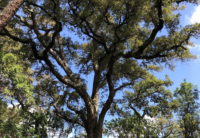 A Labenne, Circuit des Arbres remarquables