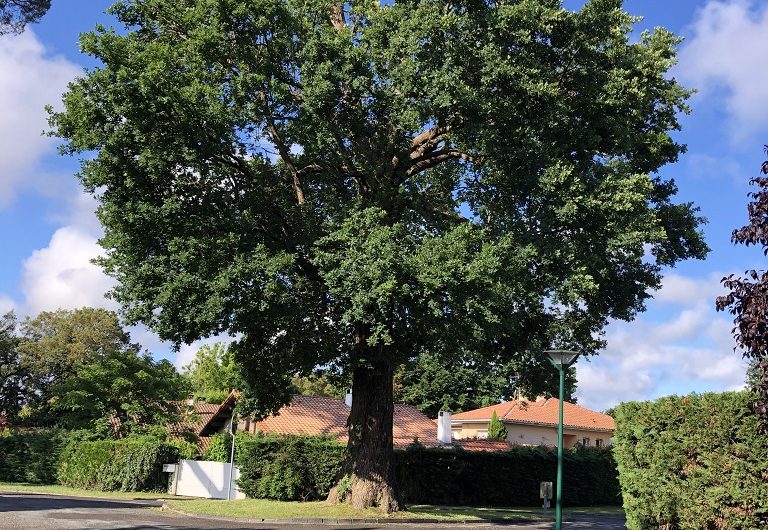 A Labenne, Circuit des Arbres remarquables