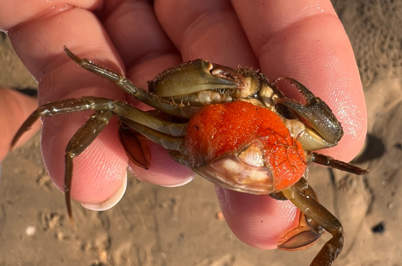 Pêche à pied Enfant Madame Plante