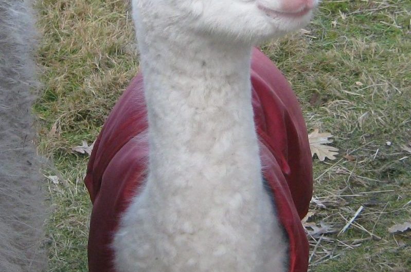 Petit avec couverture – Carola SHOLL