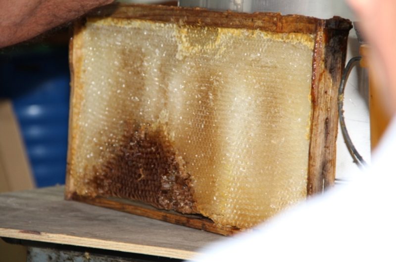 Rucher – cadre de miel sortant de la ruche
