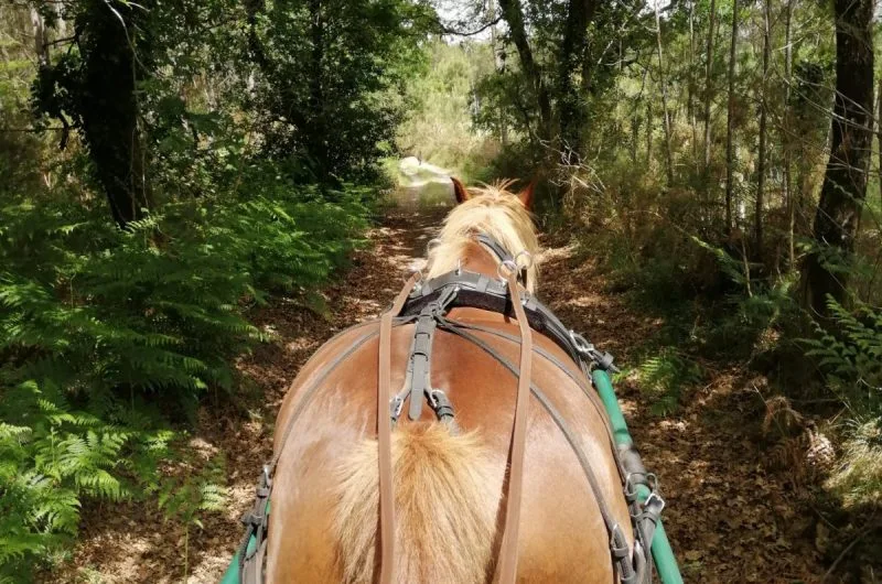 STJU_La Roue Libre 40 (5)