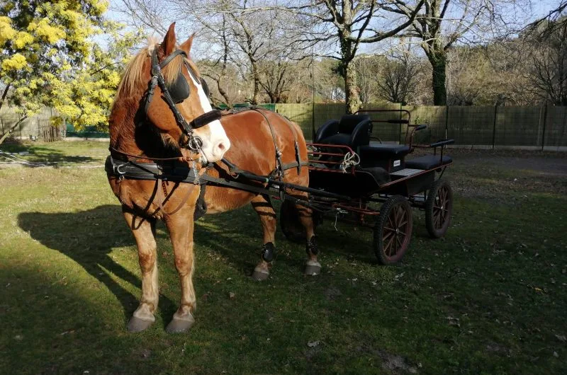 STJU_La Roue Libre 40 (6)