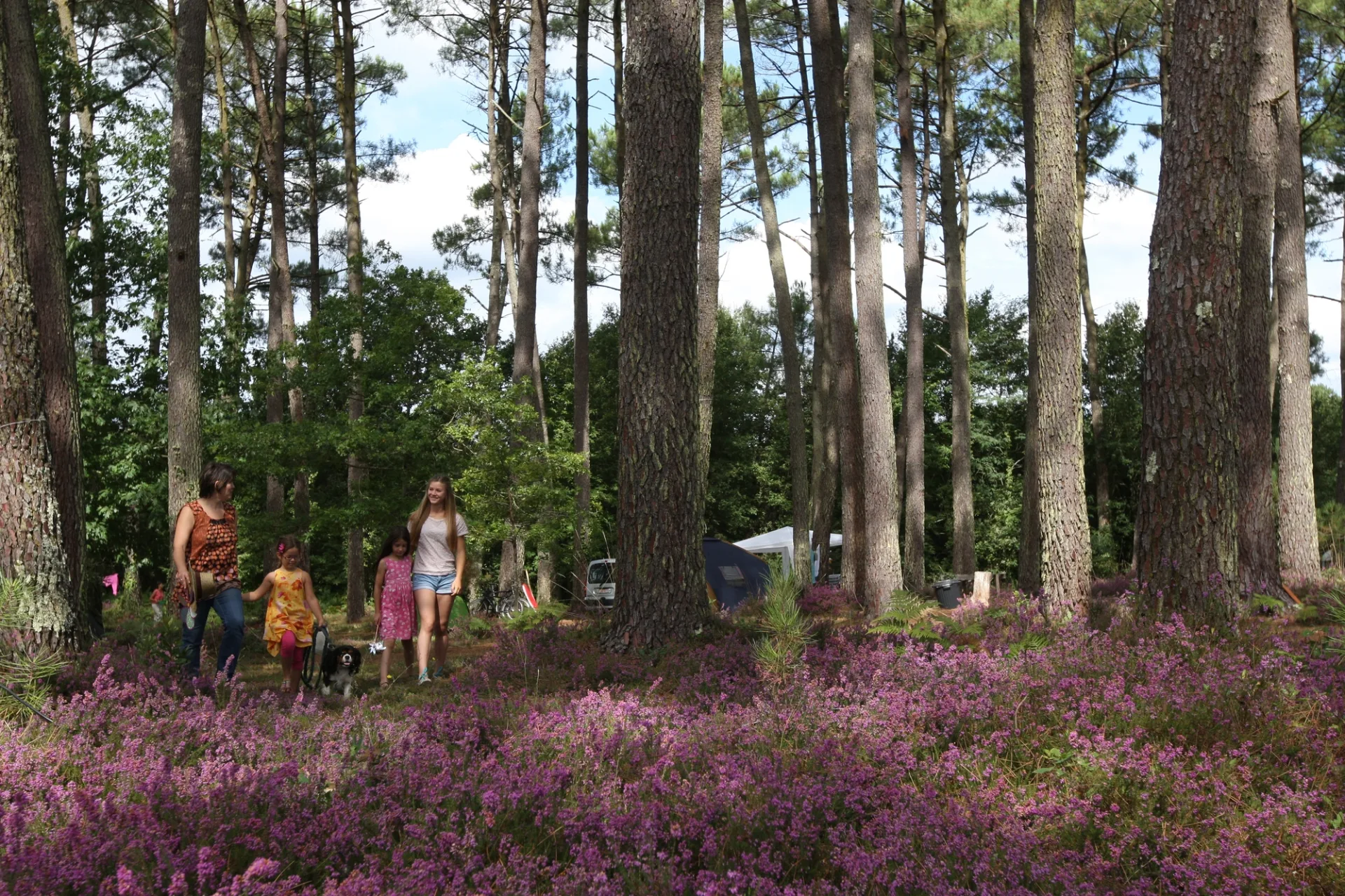 STJU_airenaturelle_téouleyre2