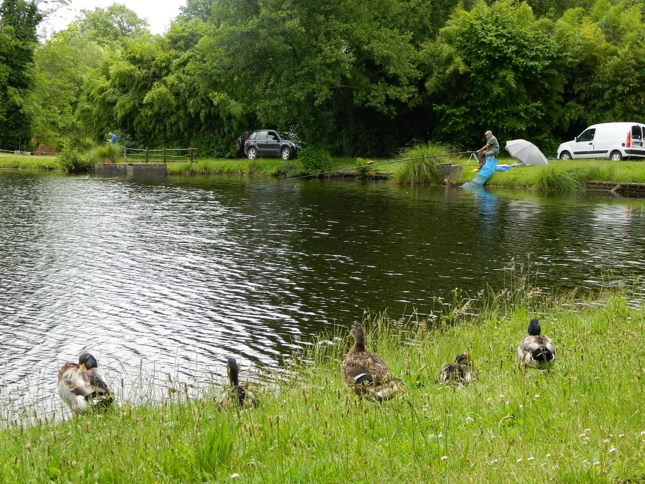 Saint-Foy—Etang—Canard—Peche—Nature–5–2