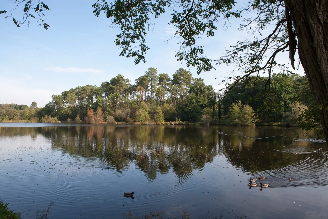 Saint-Foy—Loisirs-et-activites—sites-decouvertes—etang-de-saint-foy—etang–2-