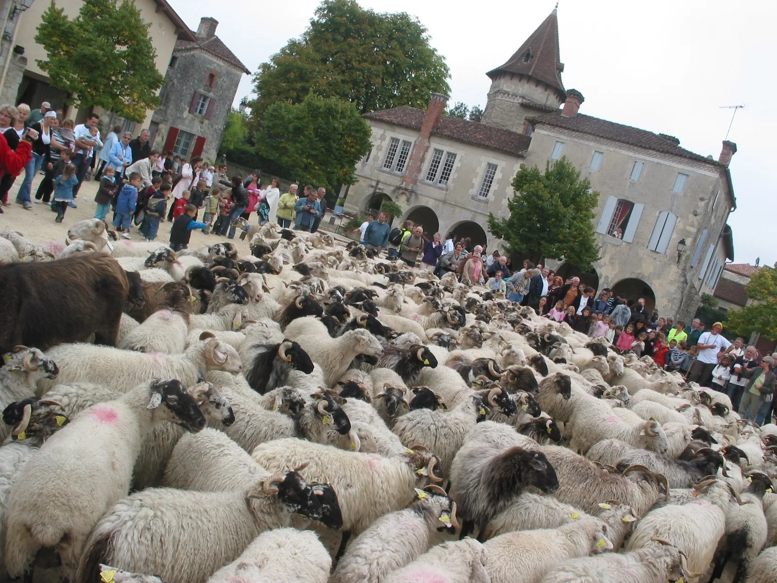 Saint Justin – Transhumance  – ©JMT