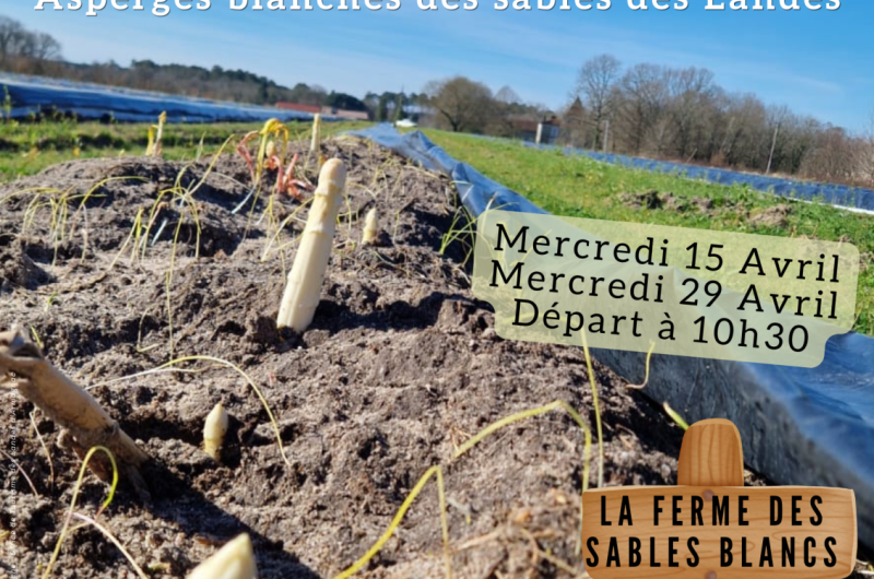 Savez-vous récolter les asperges ? – 1