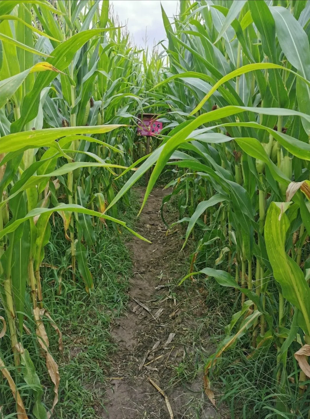 Screenshot_20211112-182451_Google