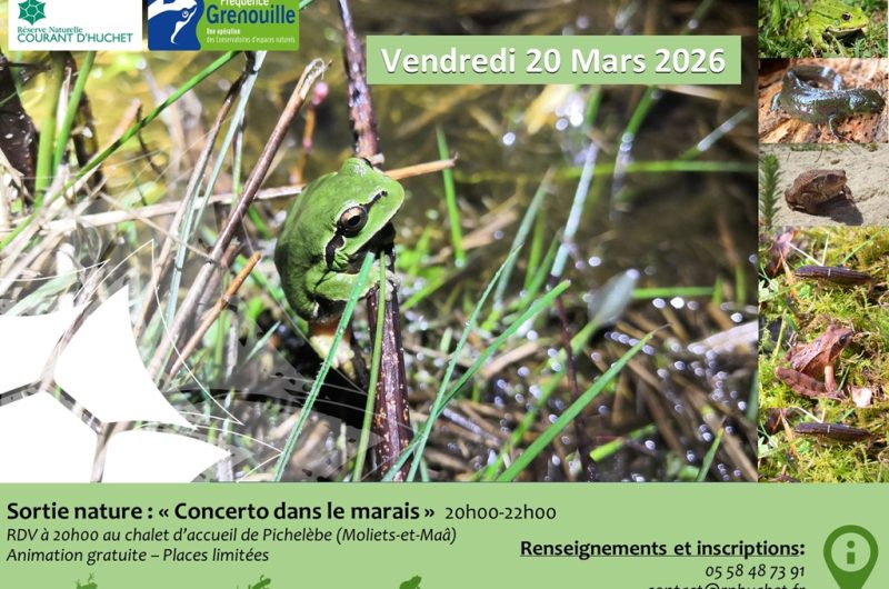 Sortie grenouille 2026_reserveHuchetMoliets@OTILandesAtlantiqueSud