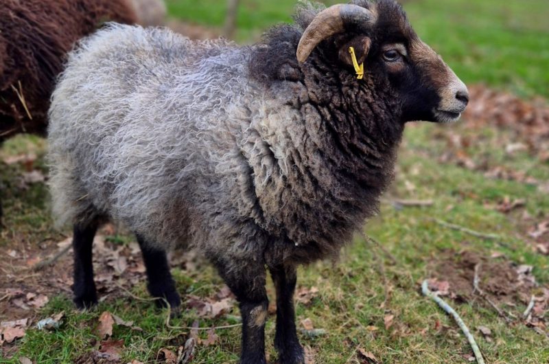 TA MARLADAS- mouton