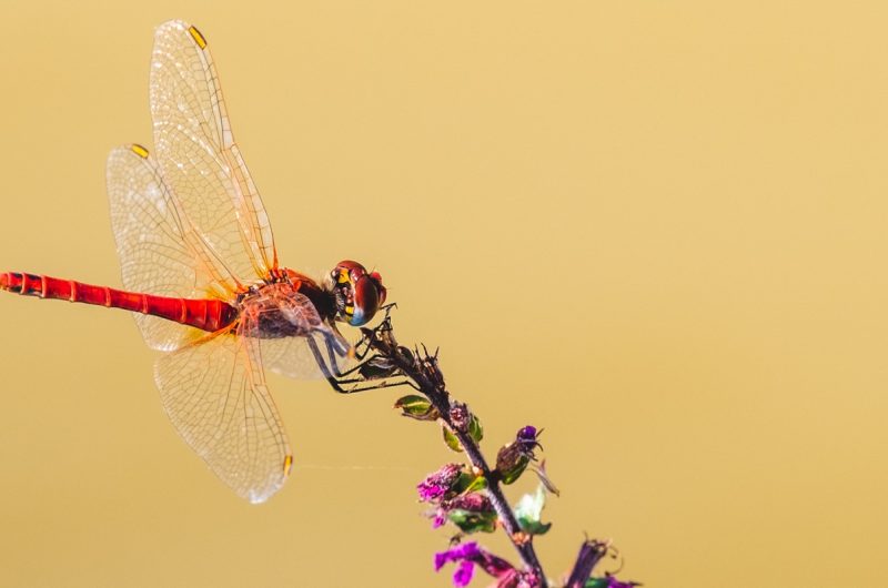 Territoire Engagé Circuit_de_la_grande_barthe – © OTI LAS