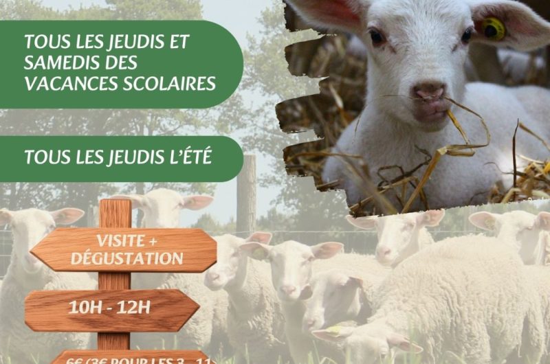 Visites, balades de l’OT – Visite_Bergerie